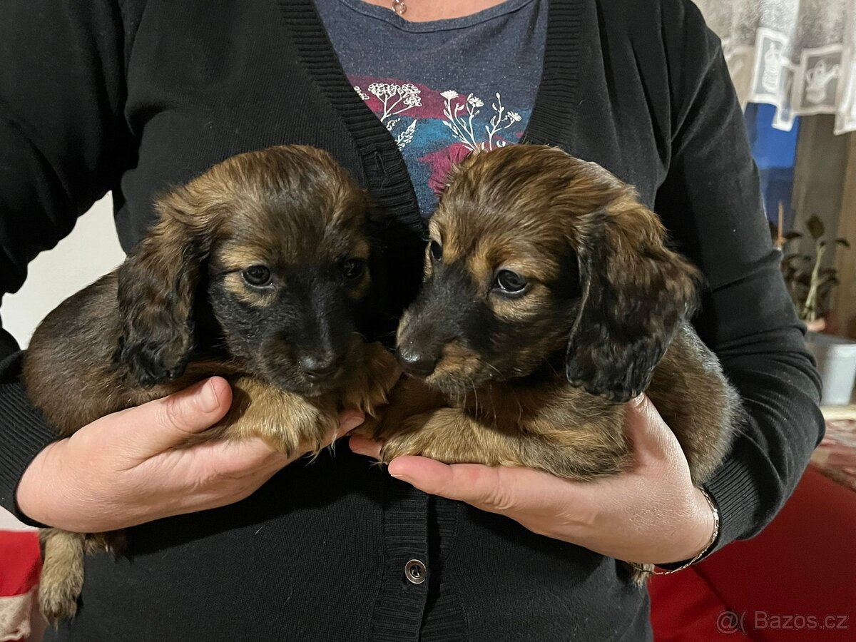 Jezevčík trpasličí dlouhosrstý - 2