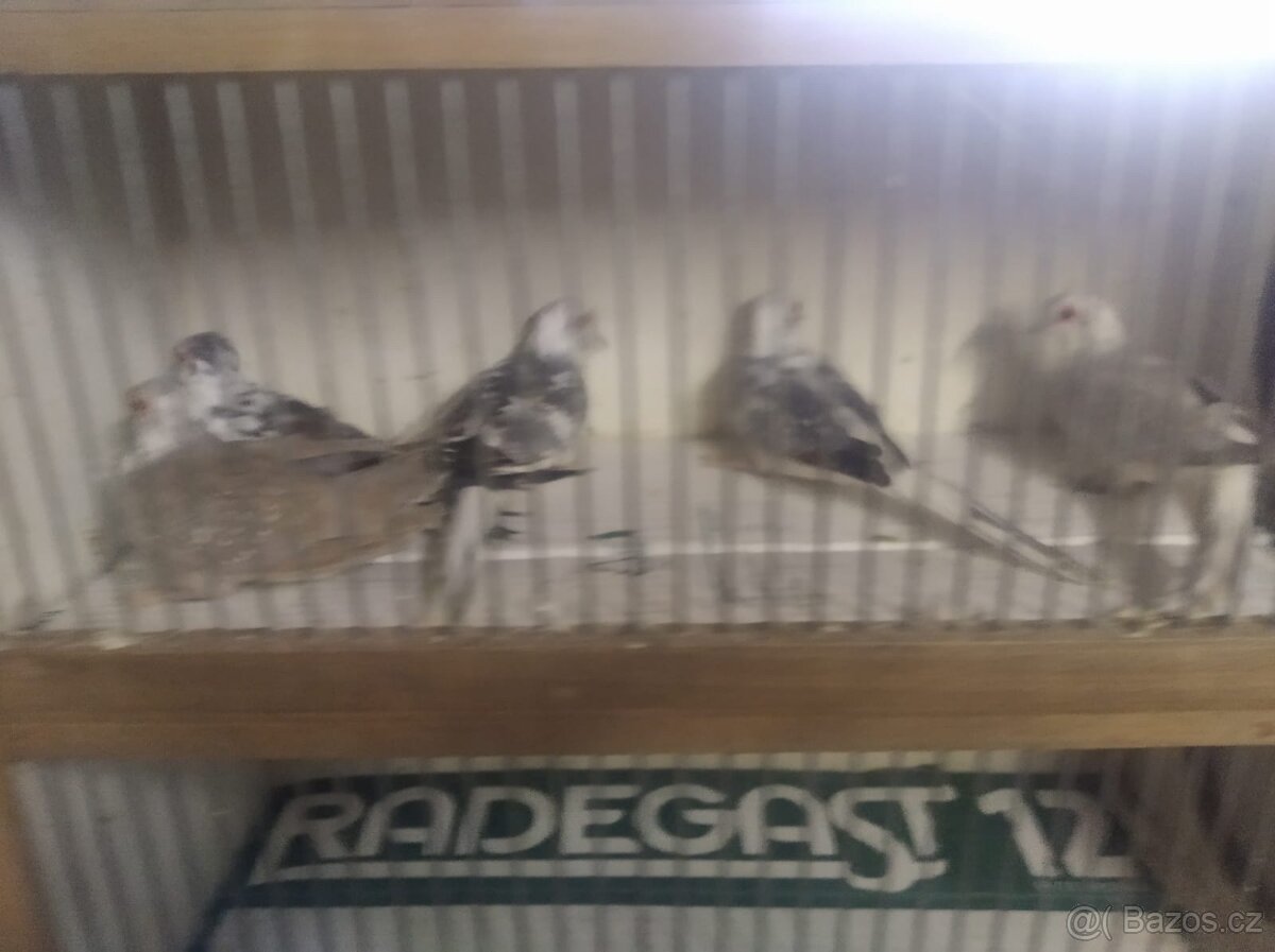 Prodám Holoubky diamantové straky - 2