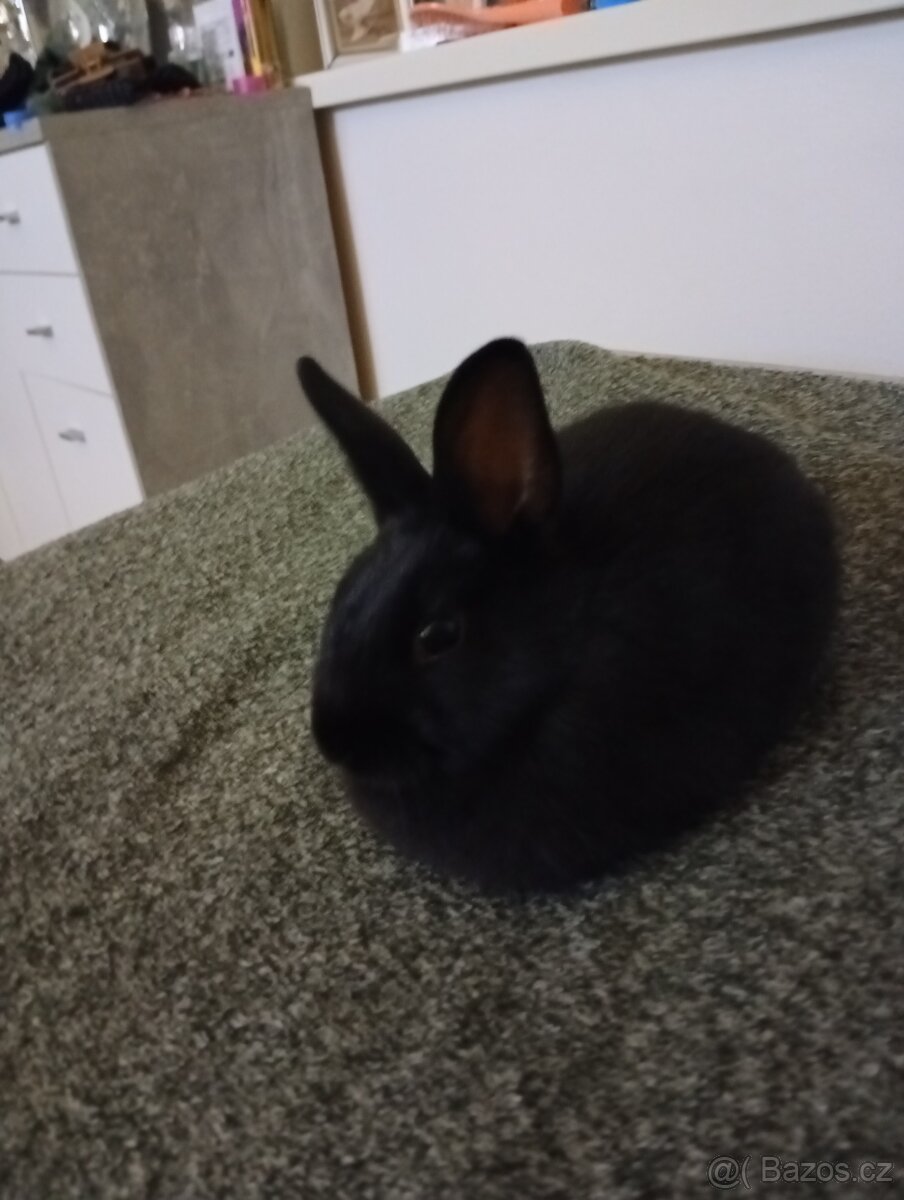 Zakrslý mládě králíka - 2