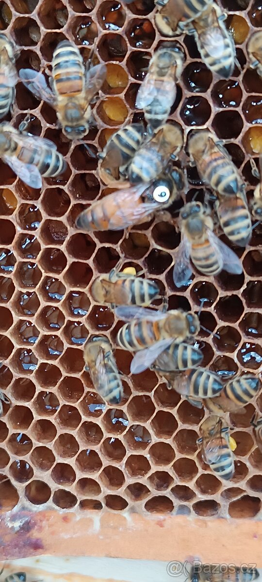 Vyzimovaná včelstva a oddělky - 2