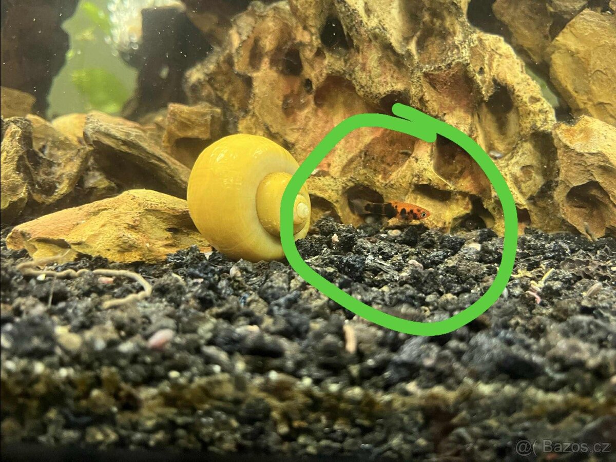 Akvarijní rybičky - 2