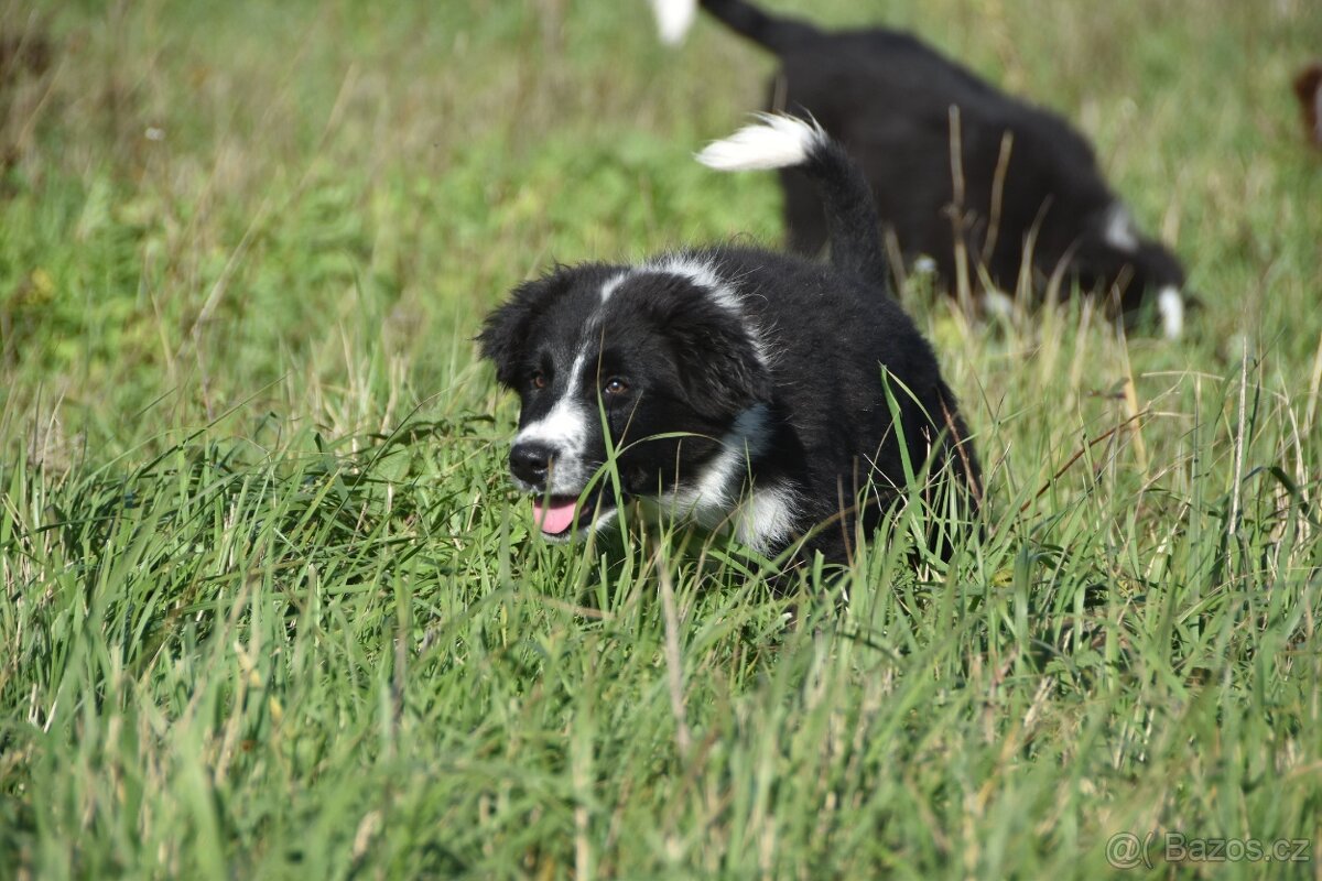 Border kolie s PP - 2