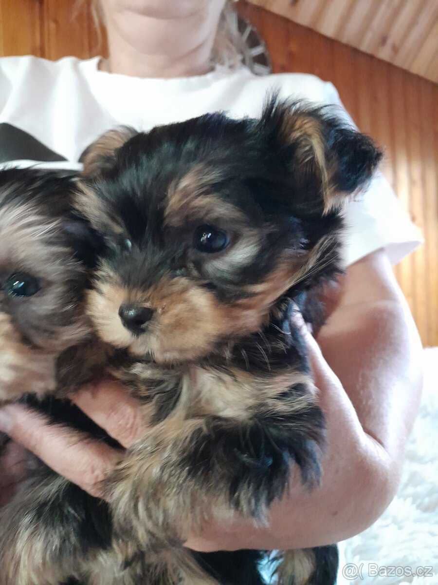 Jorkširsky teriér - 2