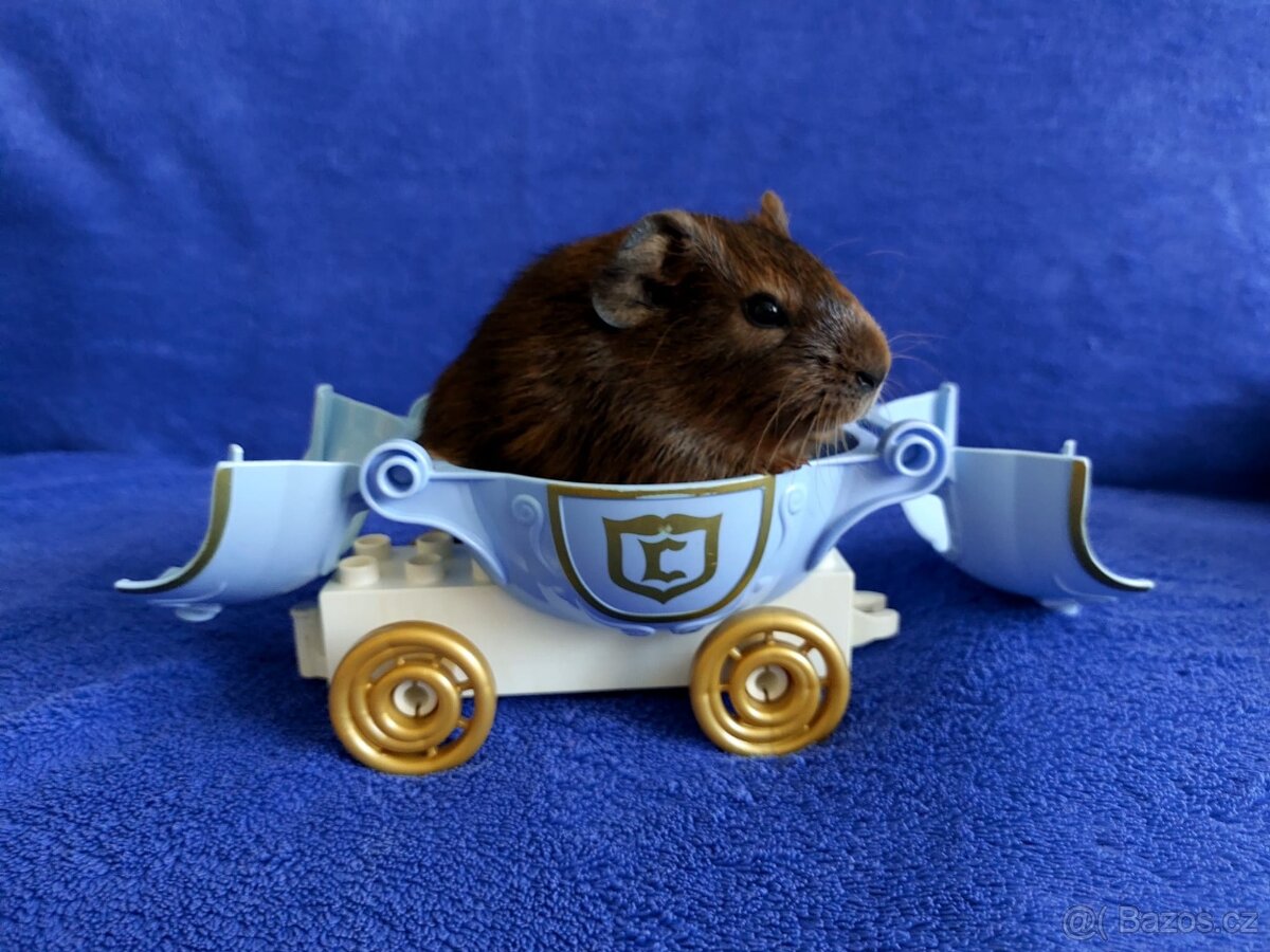 Morče, morčátka miminka , genové skinny - 2