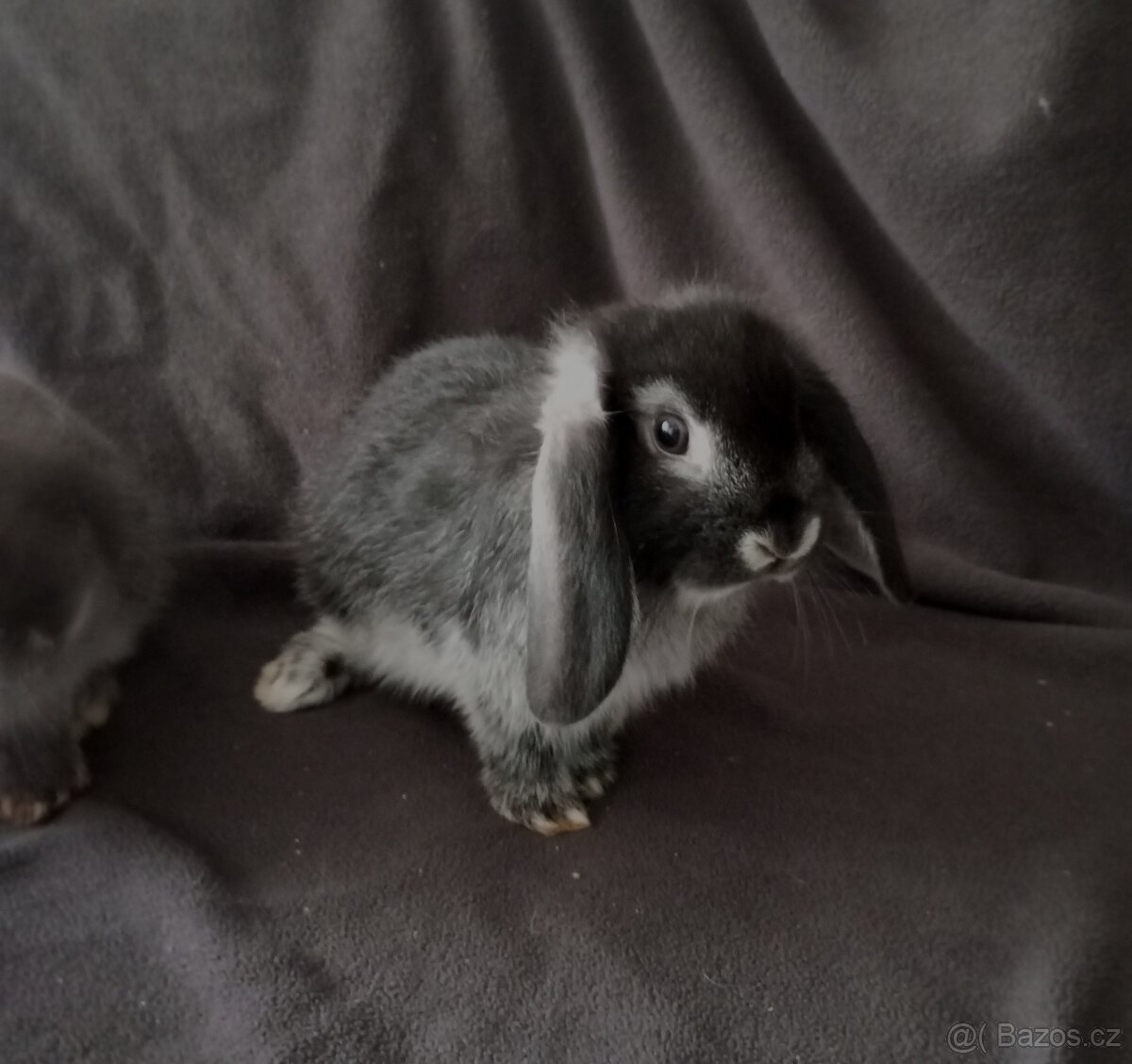 Zakrslý beránek králíček - 2