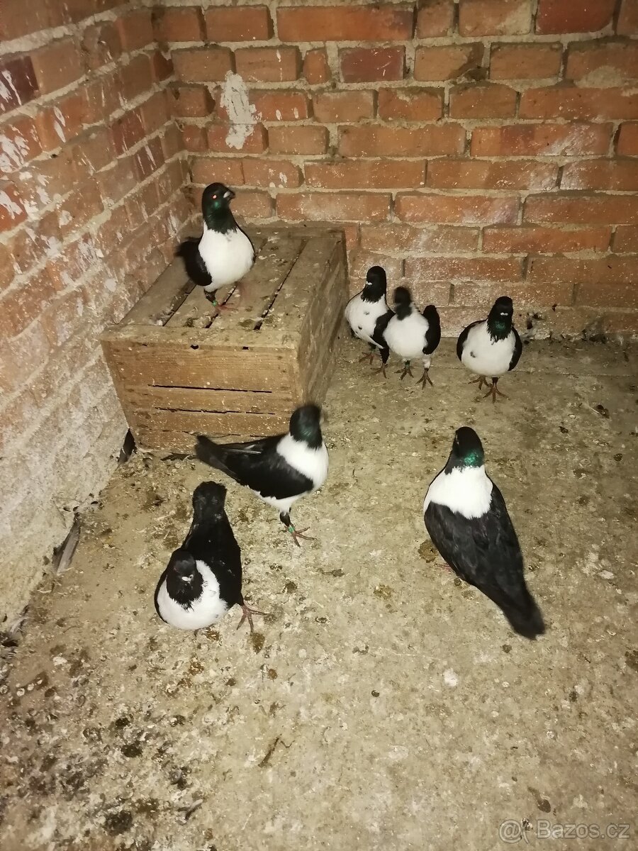 Holubi - moravský pštros černý - 2