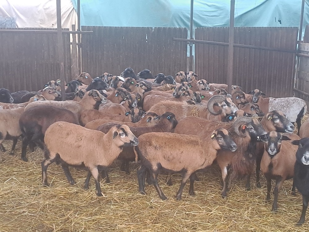 kamerunské ovce - 2