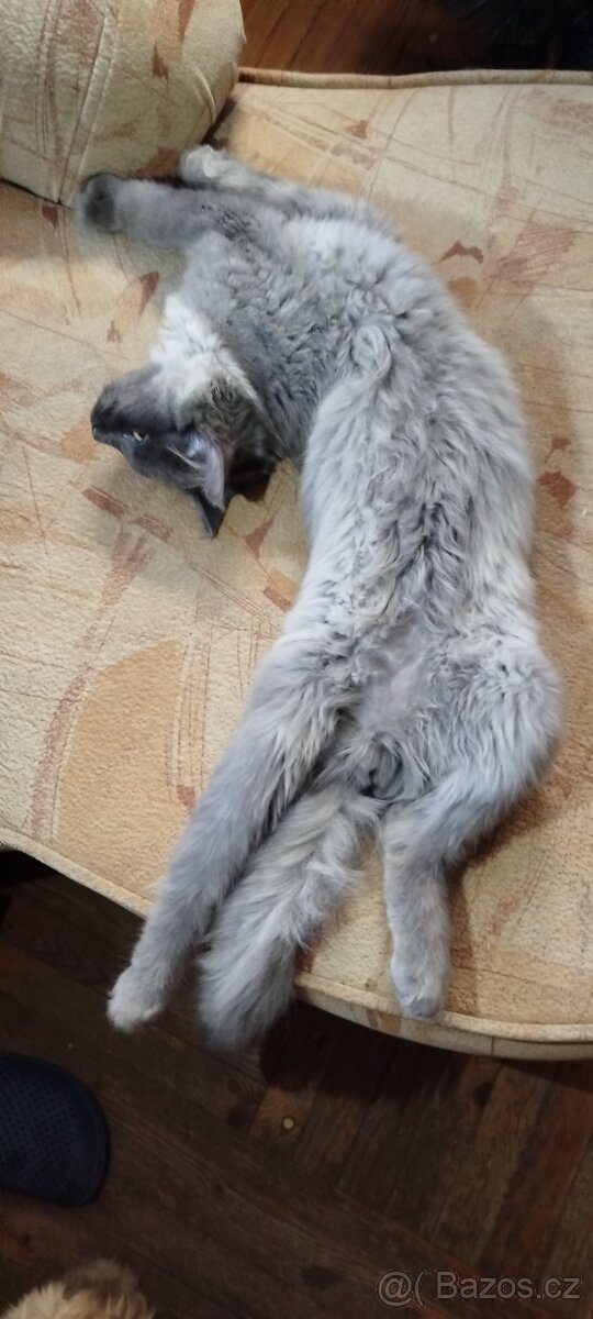 Mainská mývalí bez pp - 2