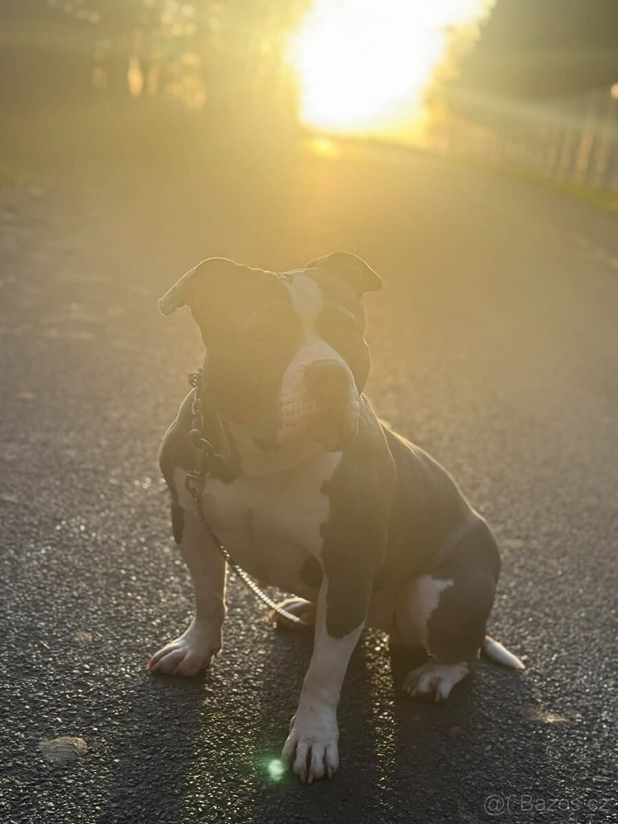 Dobry den daruji pejska do dobrých rukou : Američan bully - 2