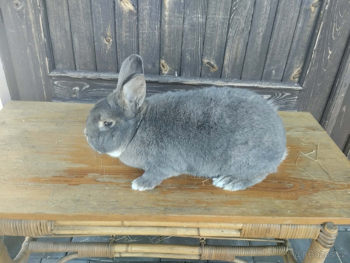 Vídeňský modrošedý králík – samec - 2