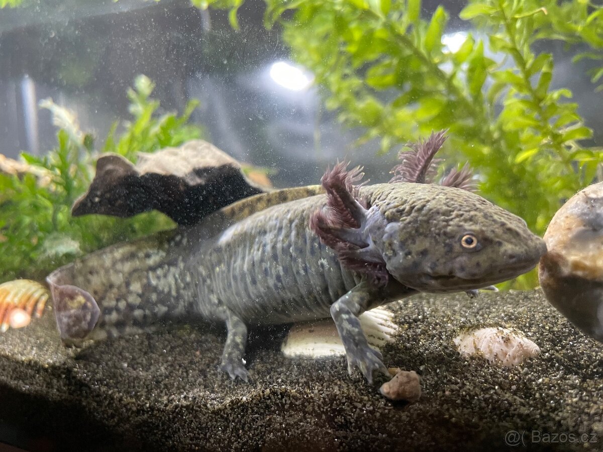 Axolotl mexický - 2