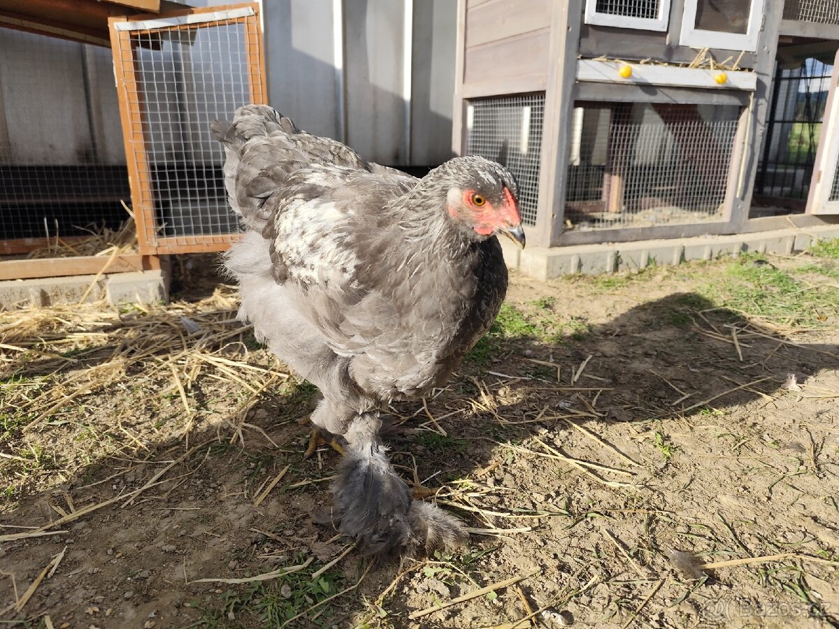 Brahmanka kohouti - 2