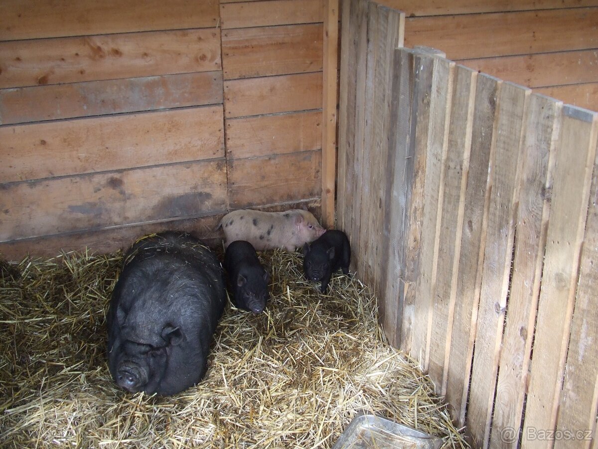 Prodám selata - 2
