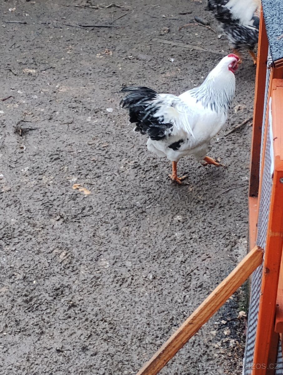 Prodám kohouta - 2