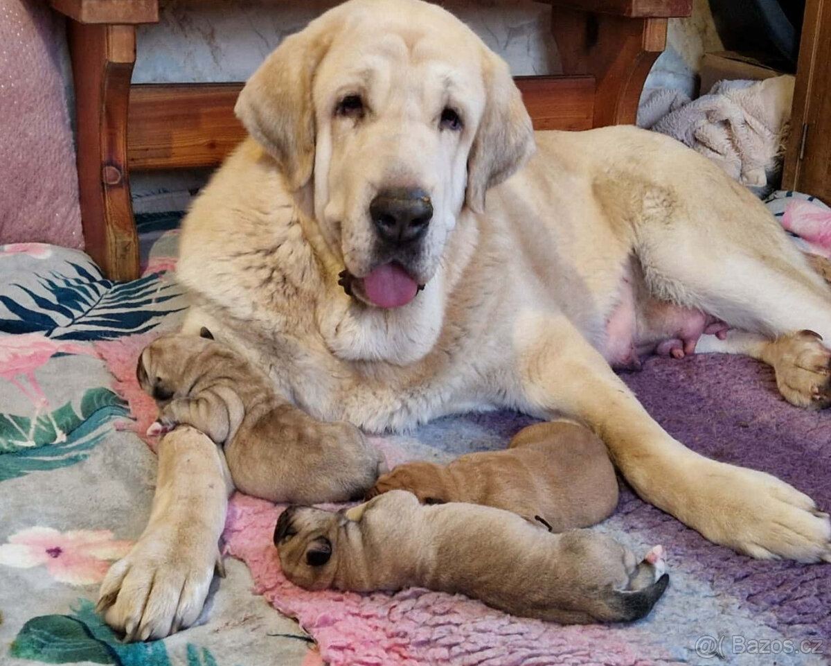 Španělský mastin - pejsci s PP - 2