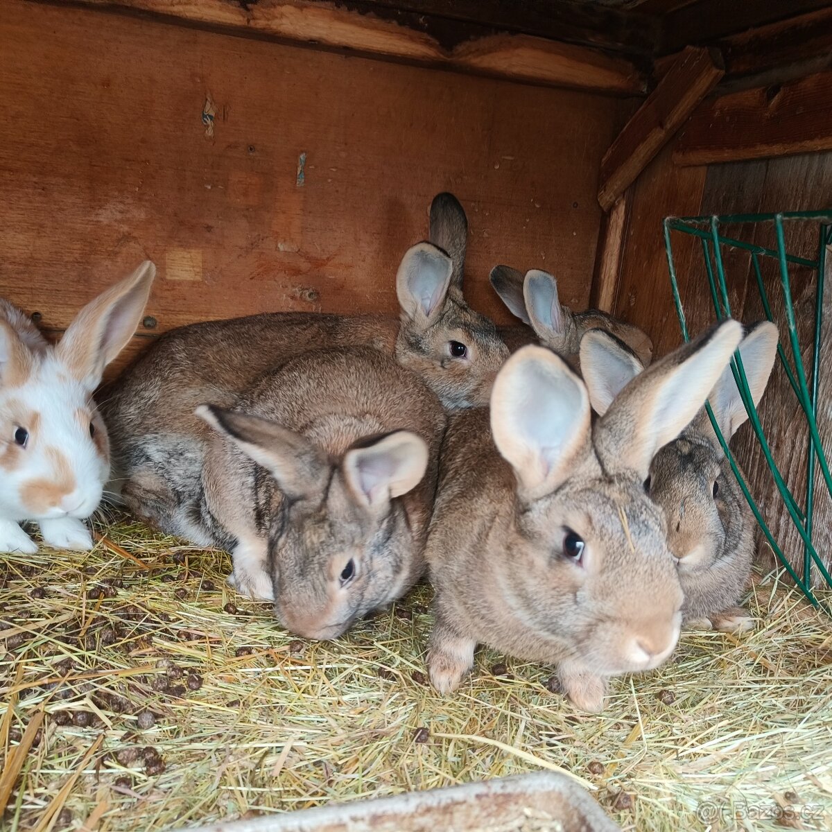 Prodám domácí králíky - 2