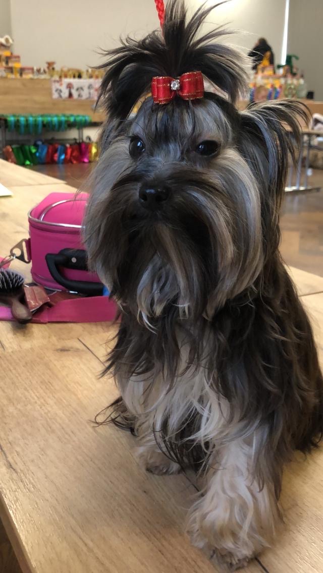 Krytí Jorkšír teriér s PP - 2