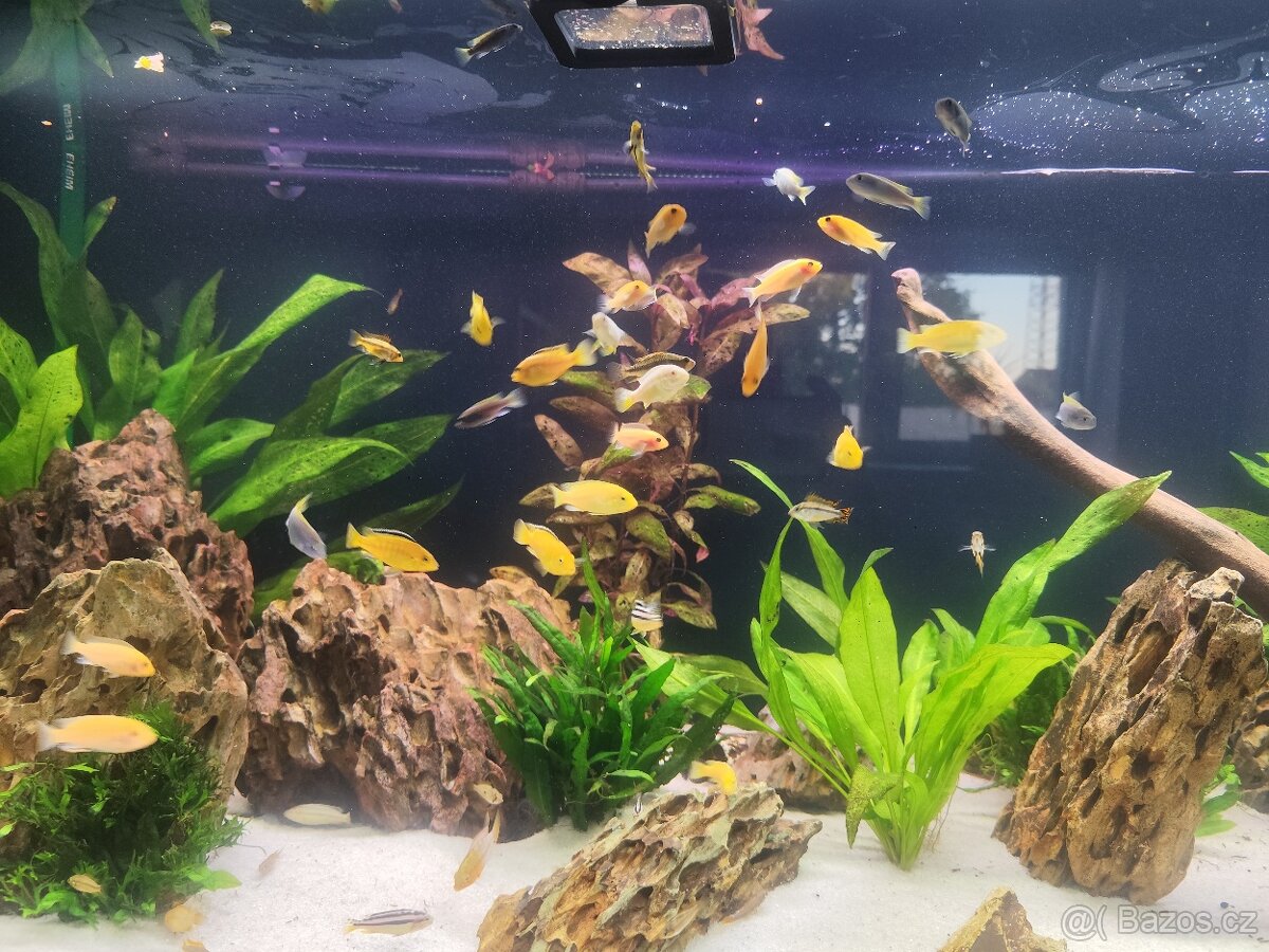 ZAŘÍZENÉ AKVÁRIUM - 2