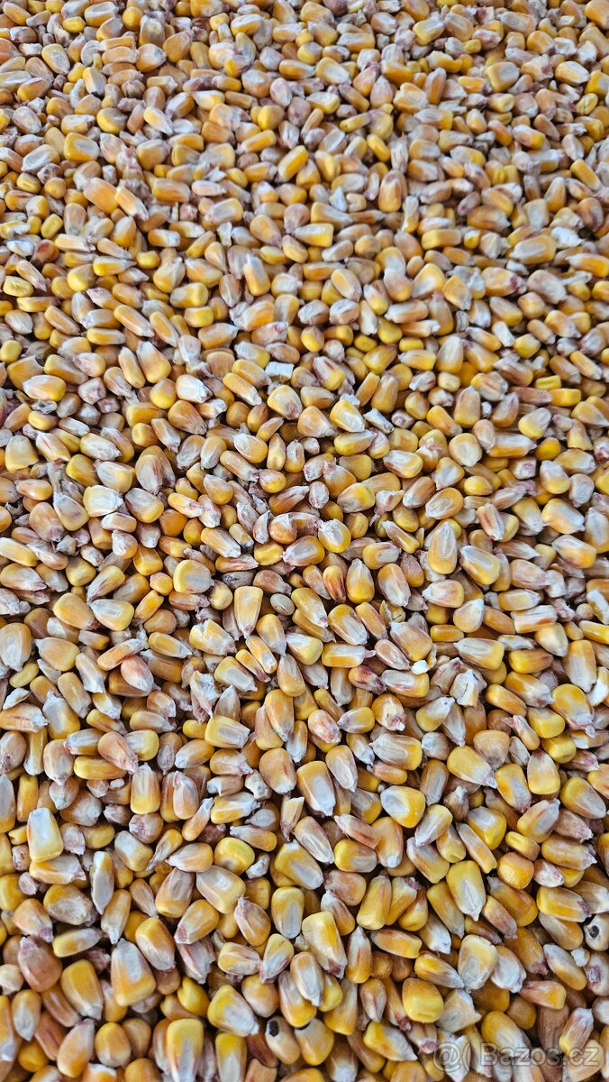 Pšenice, kukuřice - 2