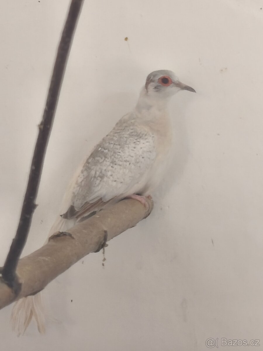 Holoubek diamantový - 2