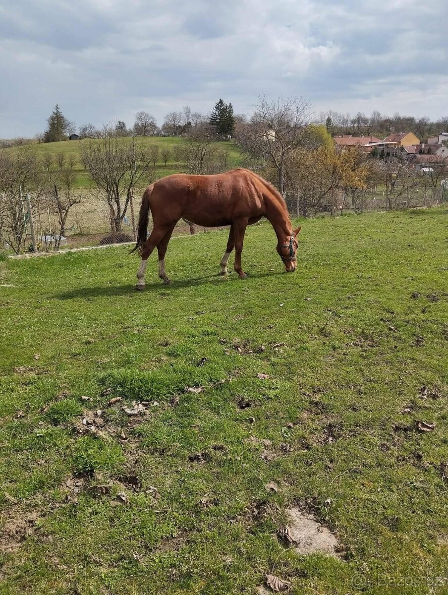 Trakénská klisna - 2