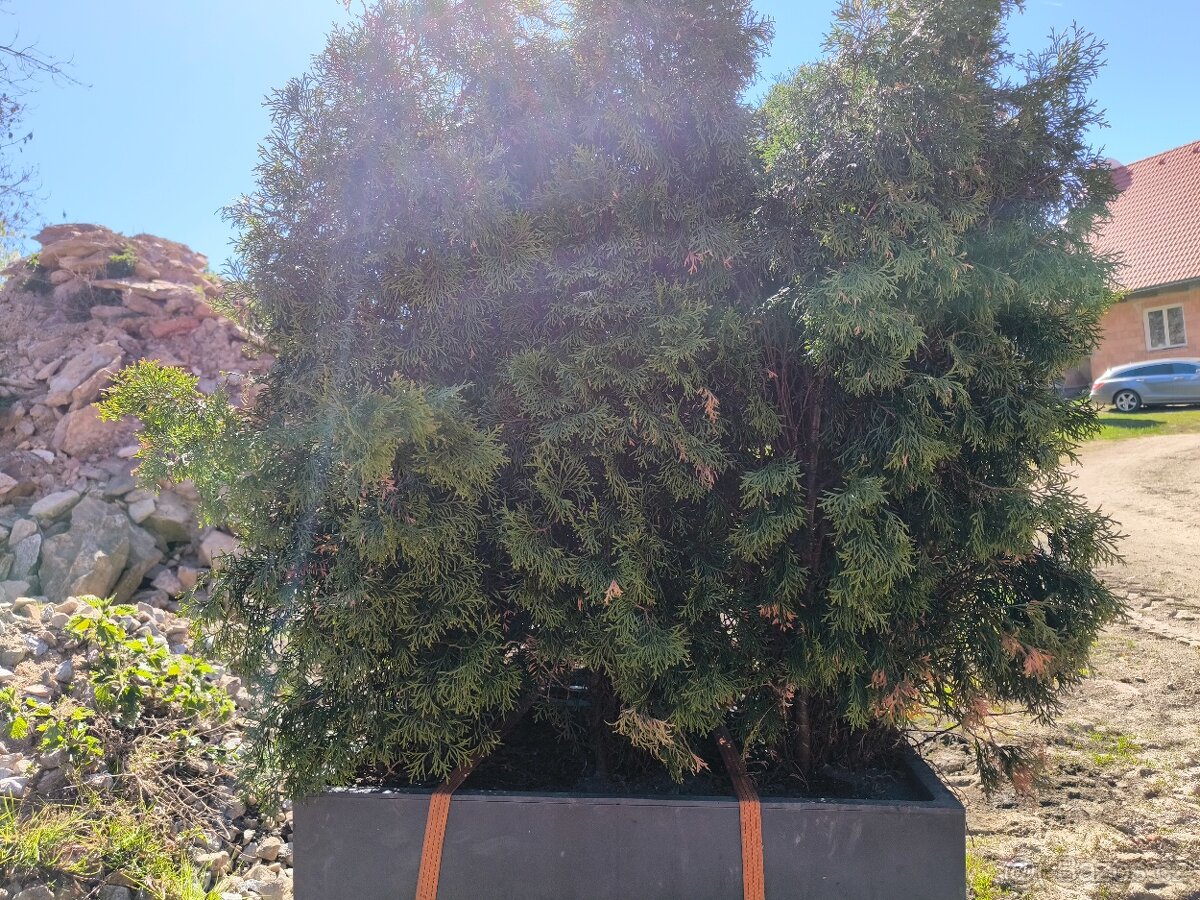 Thuje 125 cm - 2