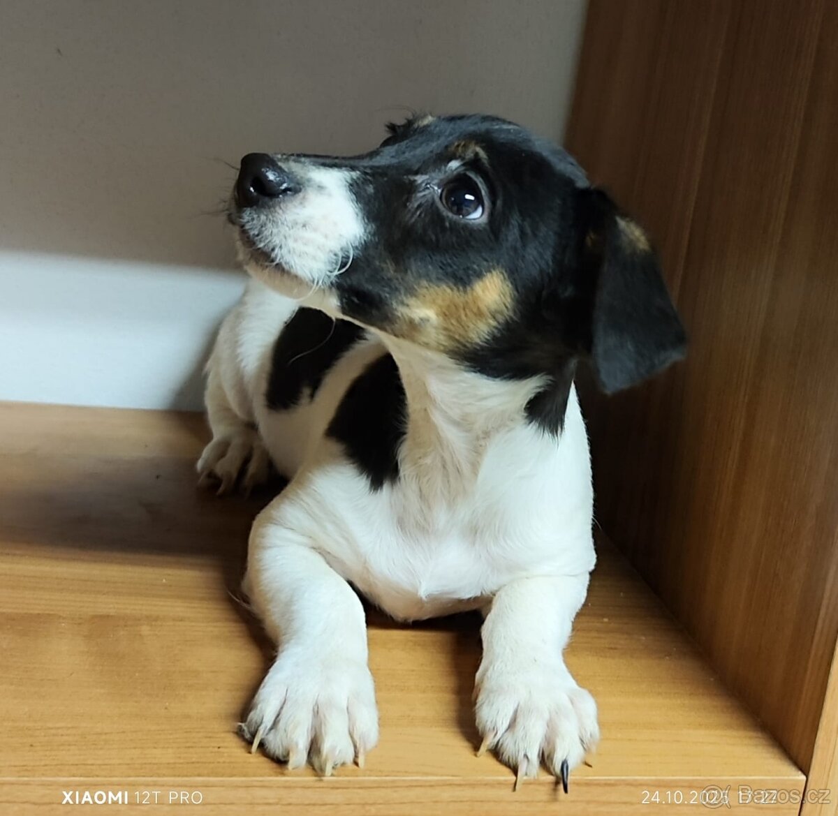 Jack russel terier - 2