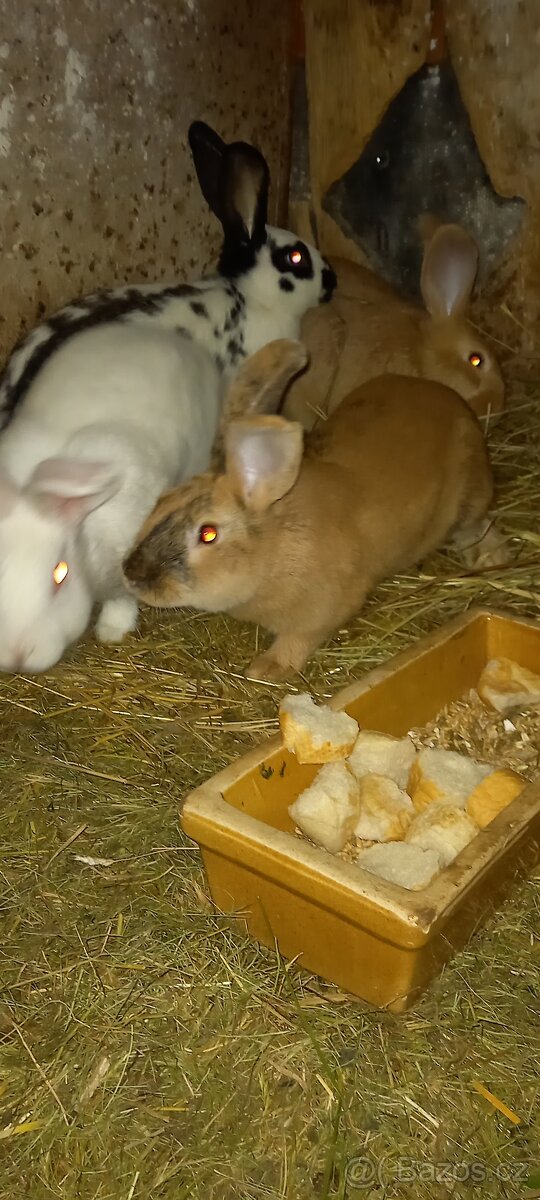 Králík Burgundský, Hyla,FB - 2