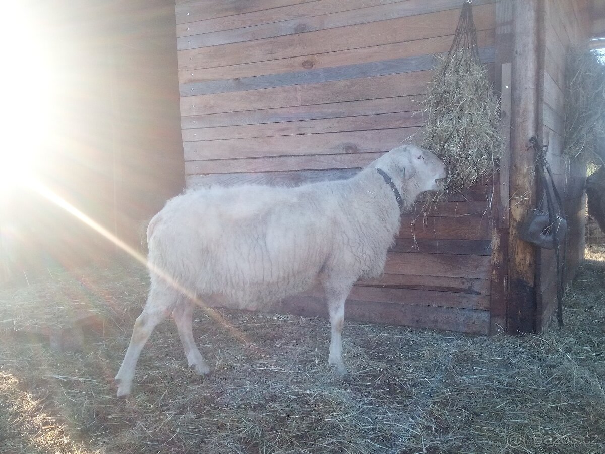 VF plemenný beran - 2