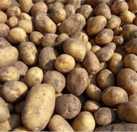 Brambory na uskladeni - 2