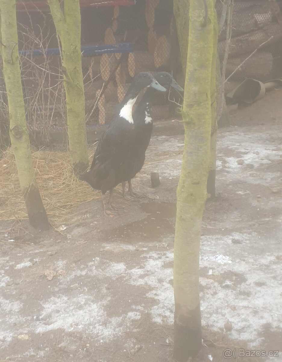 Indicky bezec- kačenky lonské. - 2