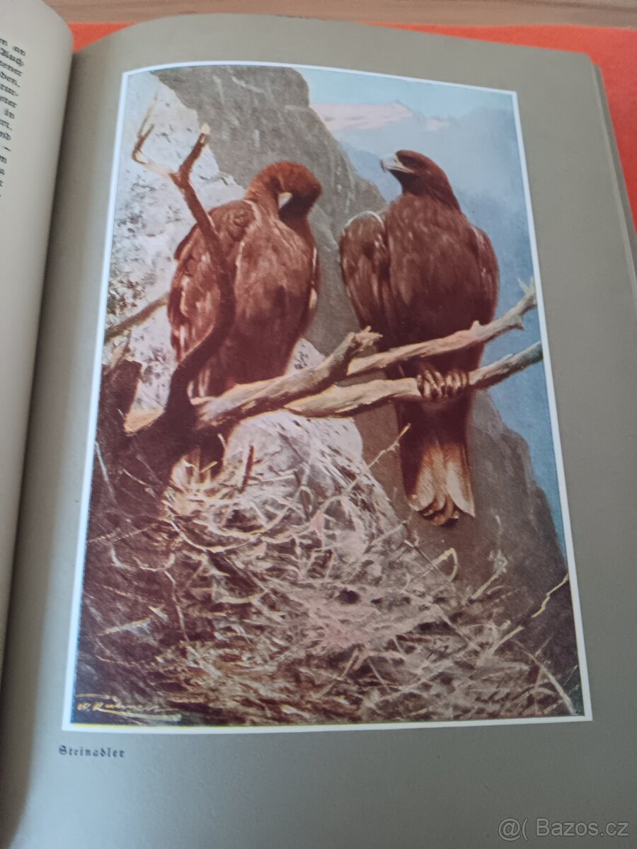 Wald und Wild P.Vetterli 1928 - 2