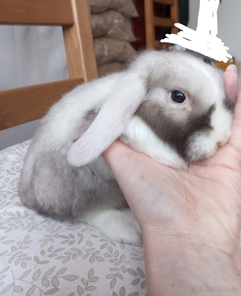 Zakrslý beránek králíček - 2