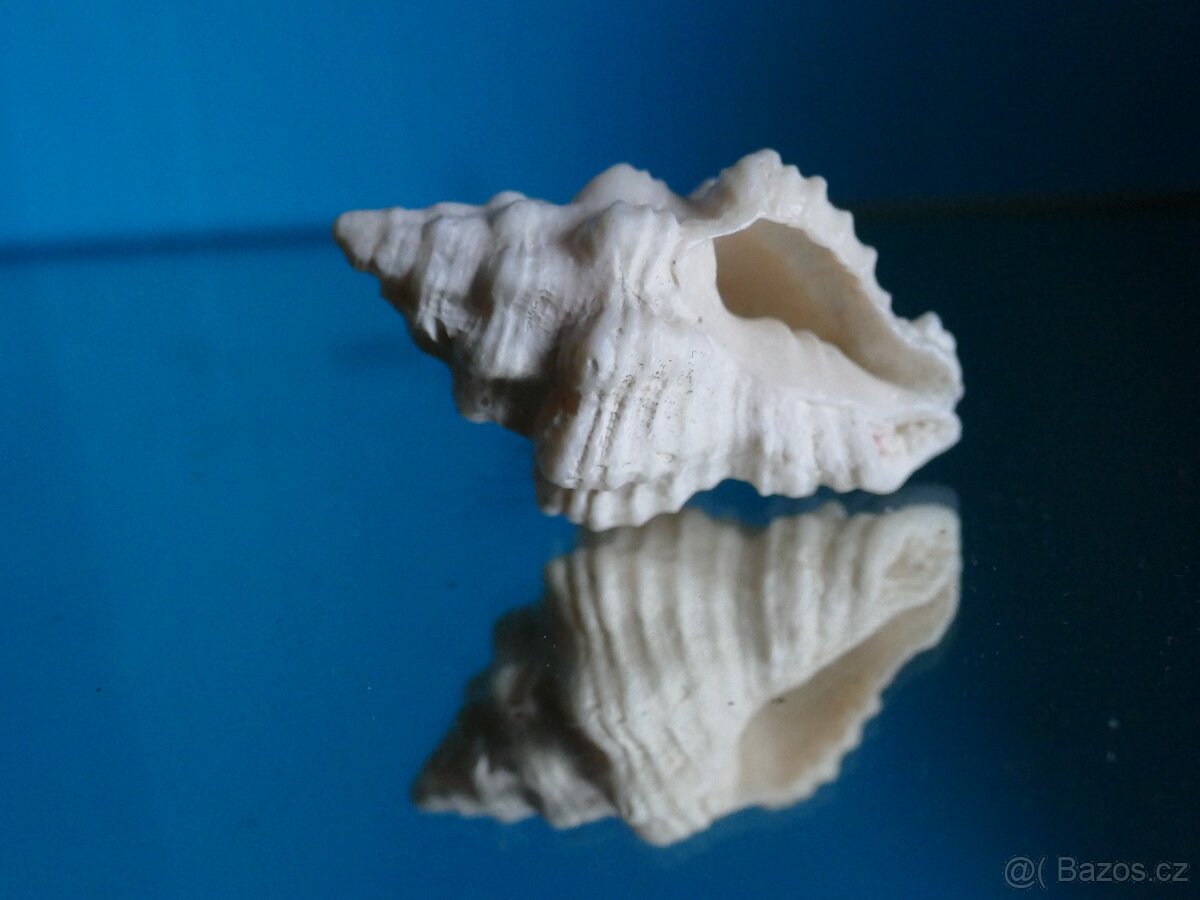 Vasum capitellus - 2