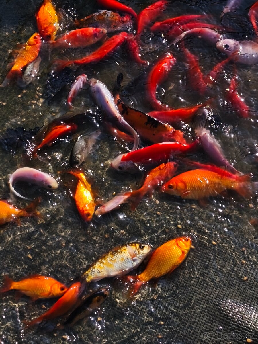 Jezírkové ryby - 2