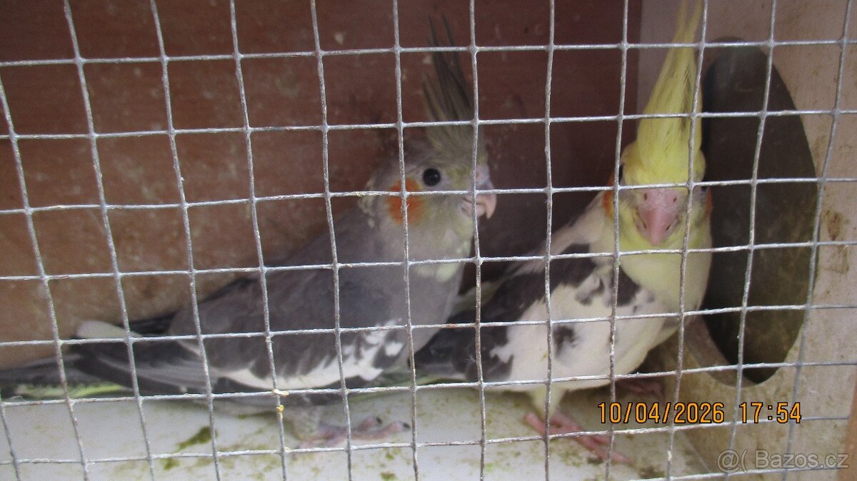 korela chocholata - 2