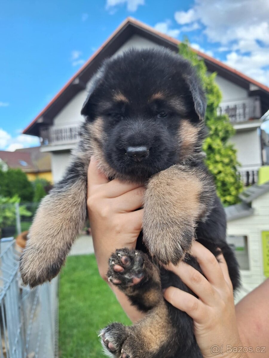 Německý ovčák - štěňata s PP - 2