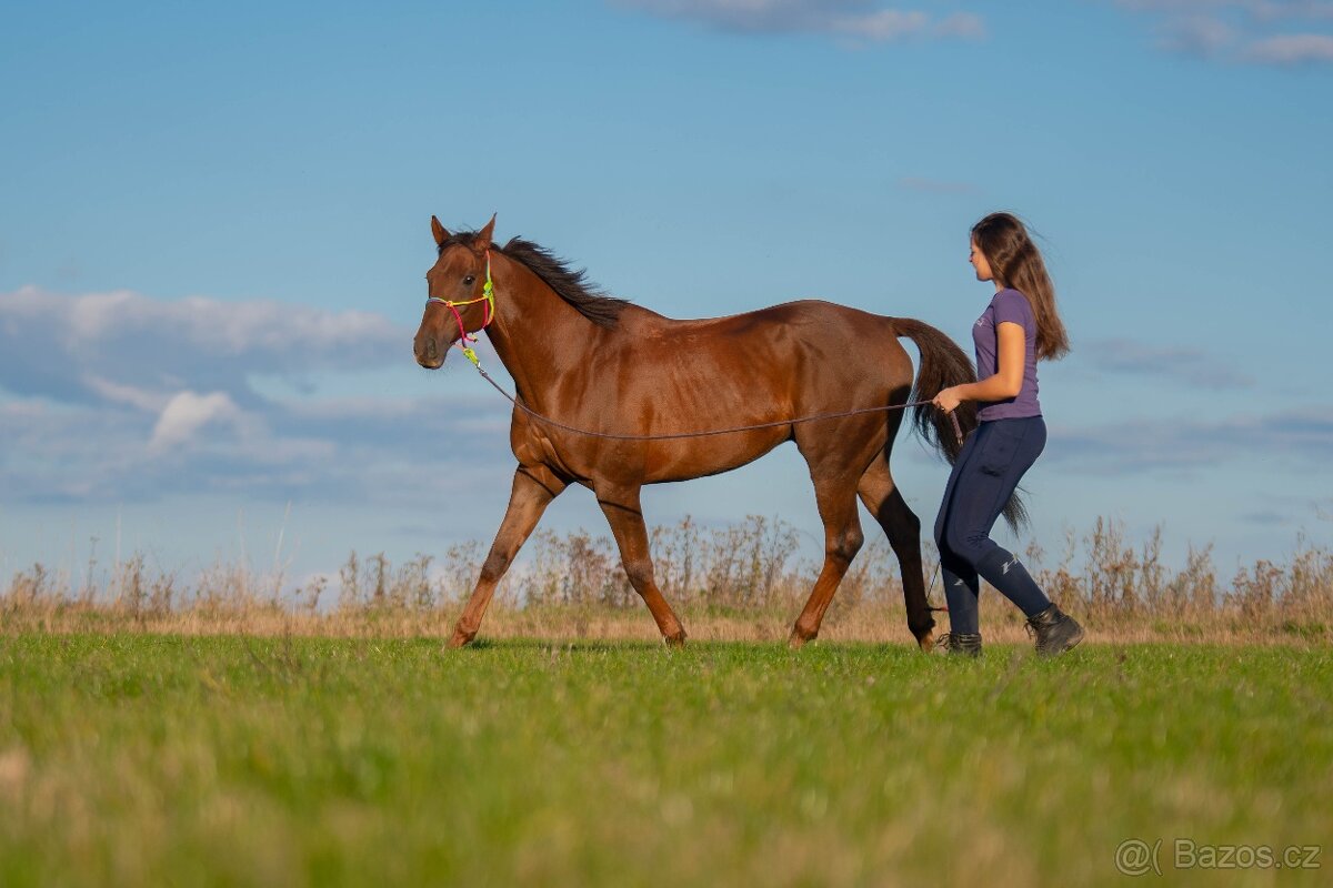Prodám valacha na rekreaci pro 1 člověka - 2