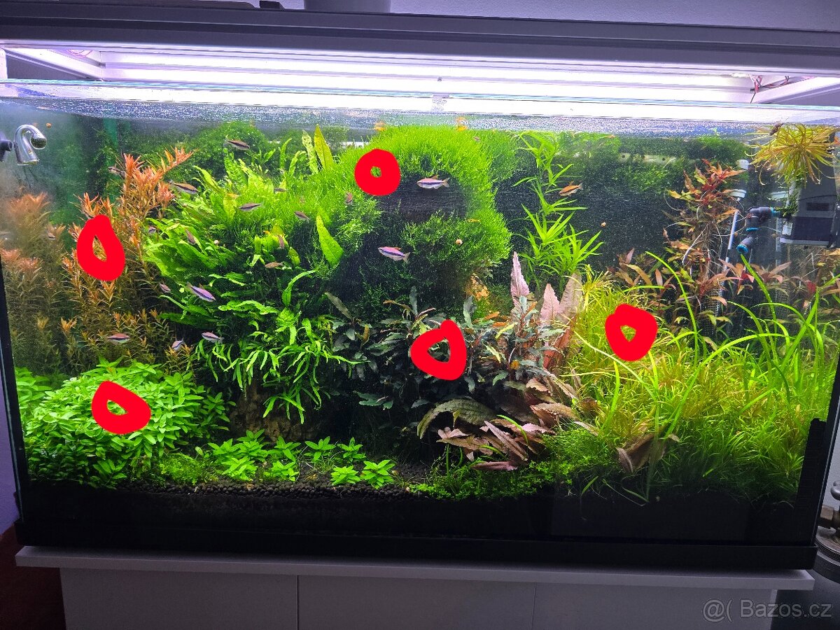 Prodám akvarijní rostliny rotala hra, javsky mech, Cryptocor - 2