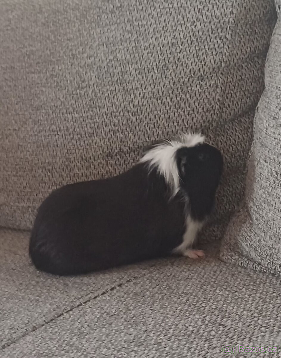 Morče hladkosrsté samec - 2