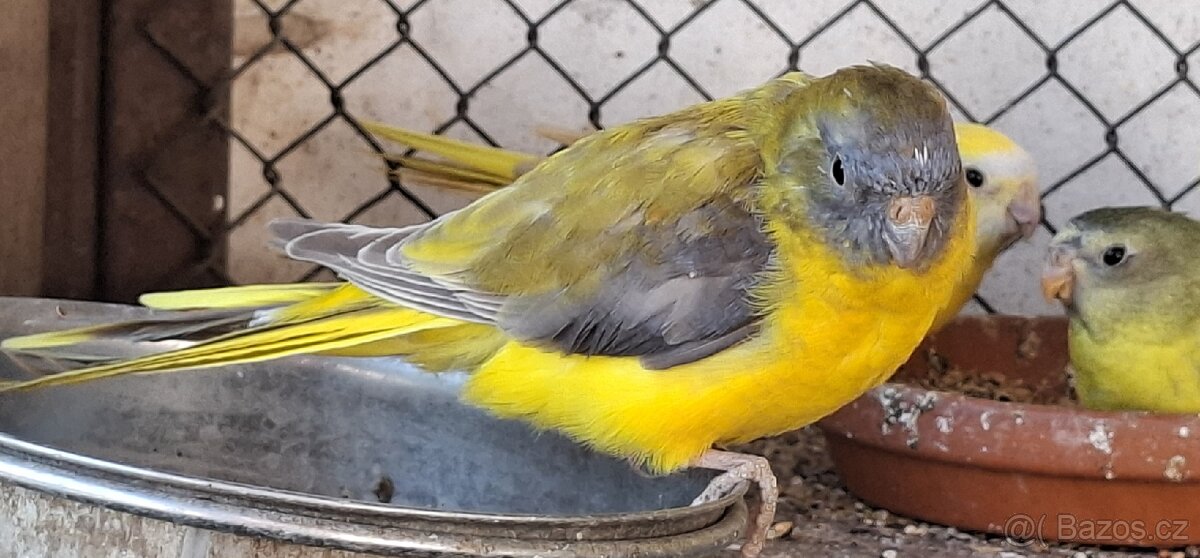 Neoféma tyrkysová žltobruchá - 2