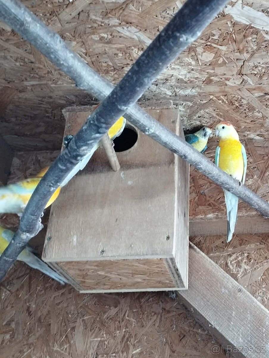 Prodám Papoušky Zpěvavé - 2