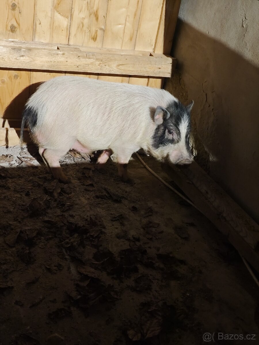 Göttingenské miniprase - 2