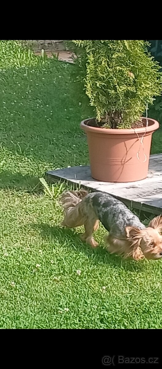 Jorkšírský teriér Blue Merle - 2