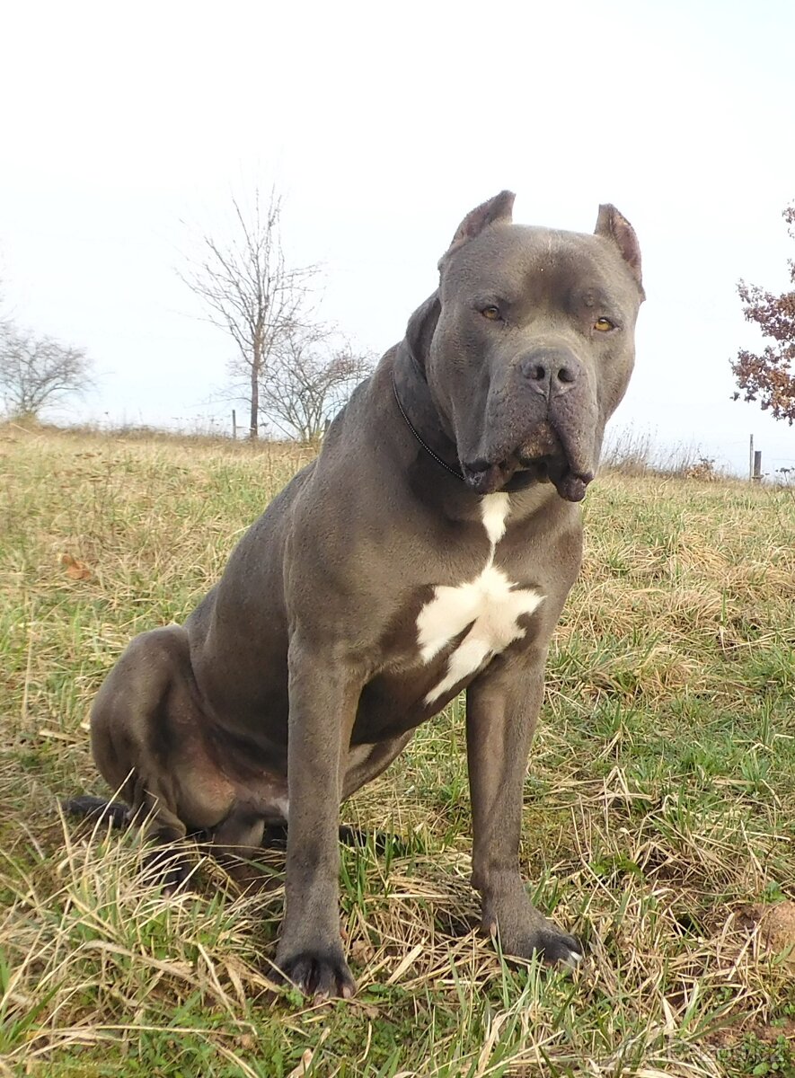 American Bully xl/ xxl krytí - 2