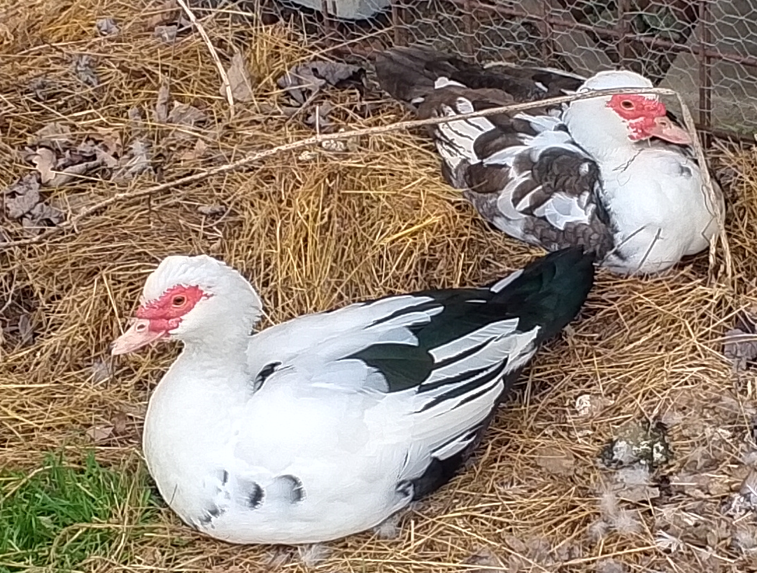 Prodám 5 pižmovek - 2