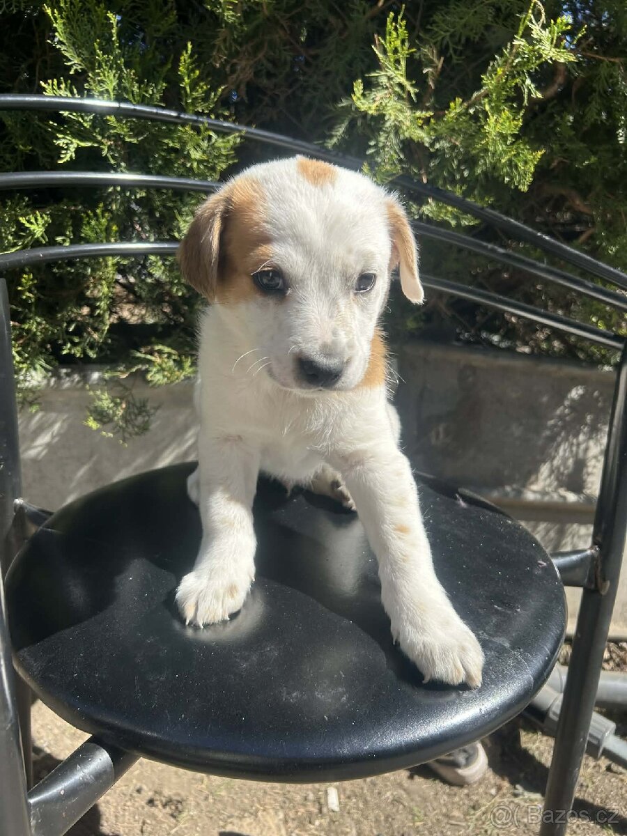Jack Russel X - 2