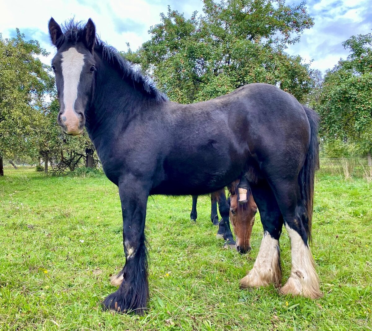 Irský cob-hřebeček s plným původem - 2