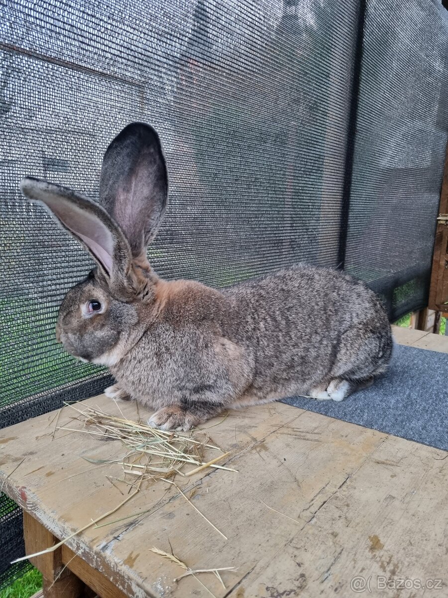 Belgický obr Div - 2