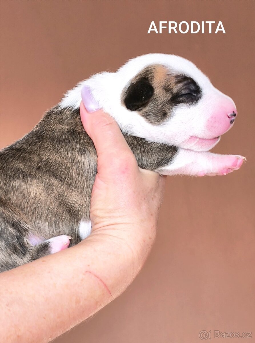 Anglický Bulteriér - 2